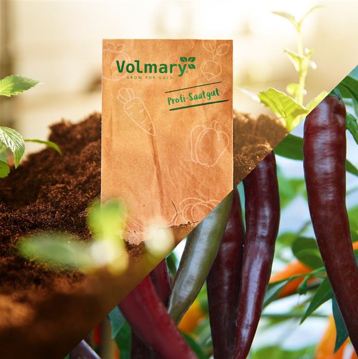 Balkon-Chili 'Hot Chocolate'