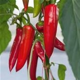 Jumbo-Peperoni 'Amboy' F1