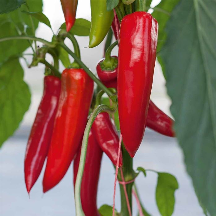 Jumbo-Peperoni 'Amboy' F1