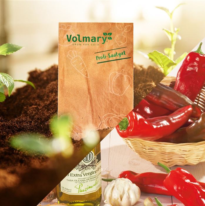 Jumbo-Peperoni 'Amboy' F1