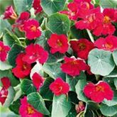 Balkon-Kapuzinerkresse 'Baby Deep Rose'