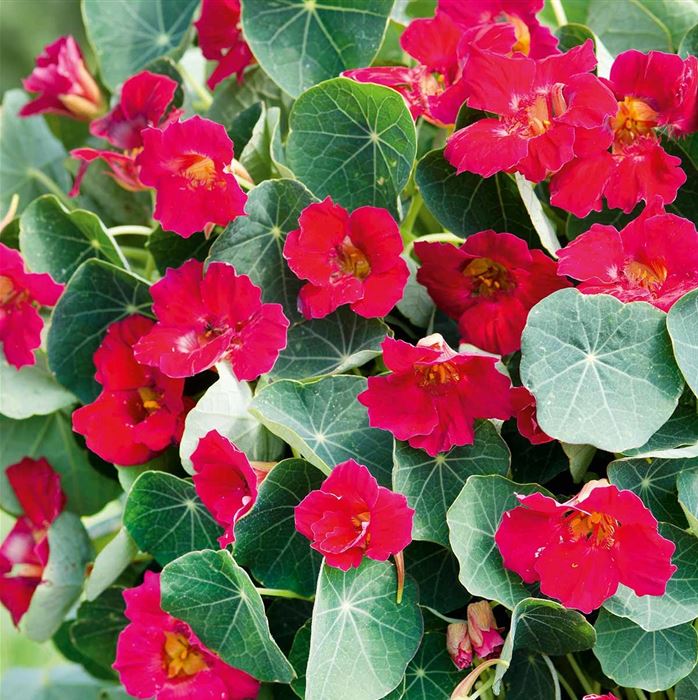 Balkon-Kapuzinerkresse 'Baby Deep Rose'