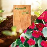 Balkon-Kapuzinerkresse 'Baby Deep Rose'