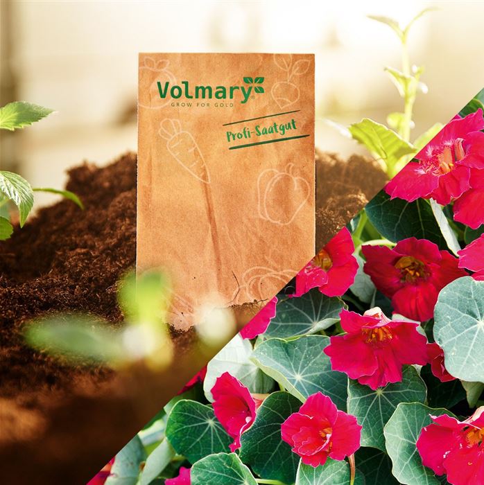 Balkon-Kapuzinerkresse 'Baby Deep Rose'