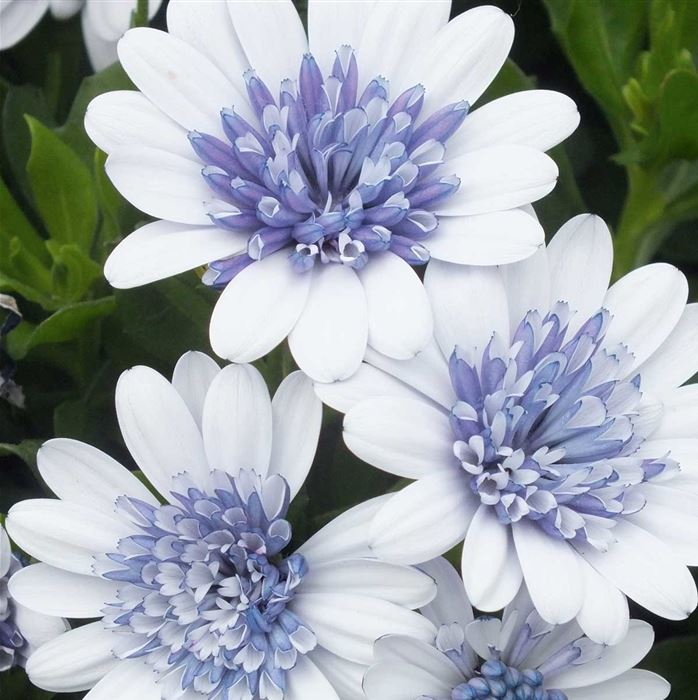 Kapkörbchen 'Erato® Double Blue Ice'