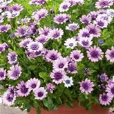 Kapkörbchen 'Erato® Double White Blush'