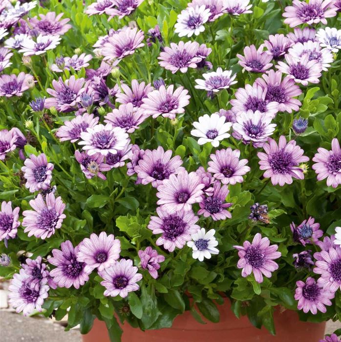 Kapkörbchen 'Erato® Double White Blush'