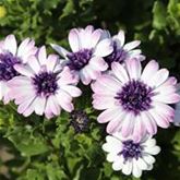 Kapkörbchen 'Erato® Double White Blush'