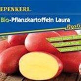 Pflanzkartoffel 'Laura'