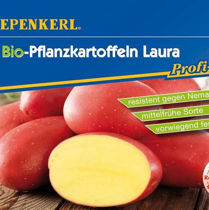 Pflanzkartoffel 'Laura'