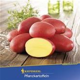 Pflanzkartoffel 'Laura'