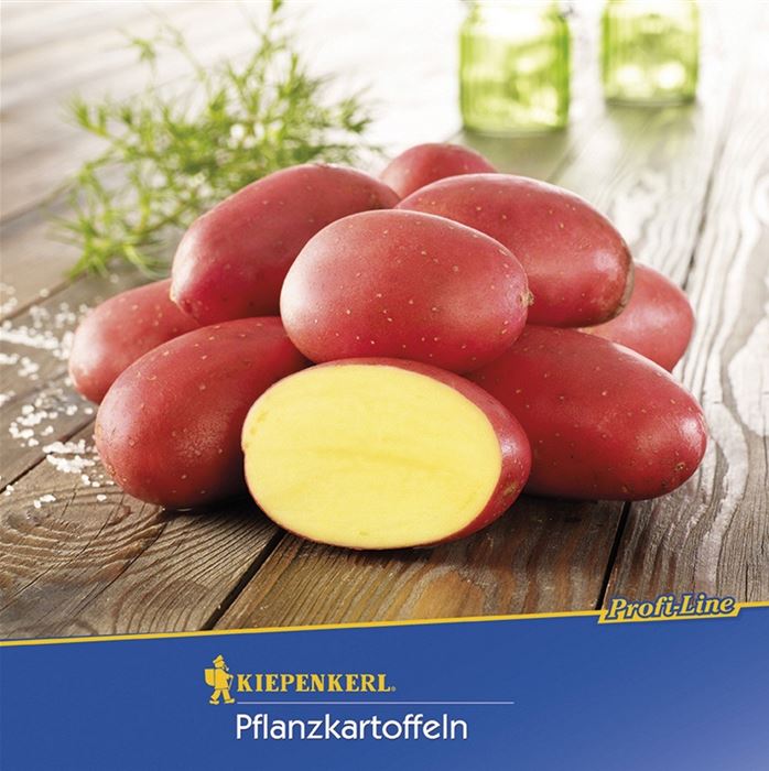 Pflanzkartoffel 'Laura'