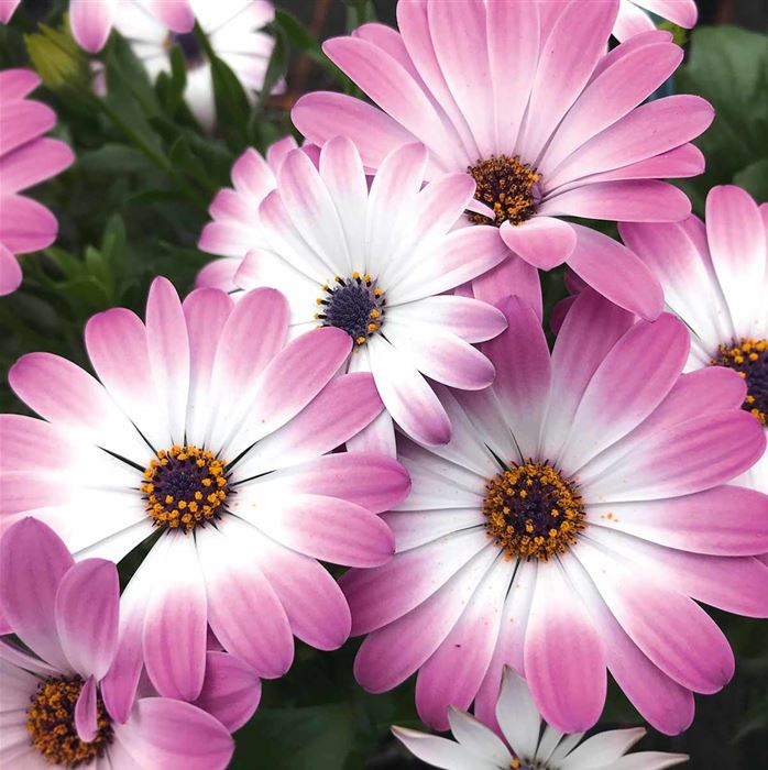 Kapkörbchen 'Erato® Pink Eye'