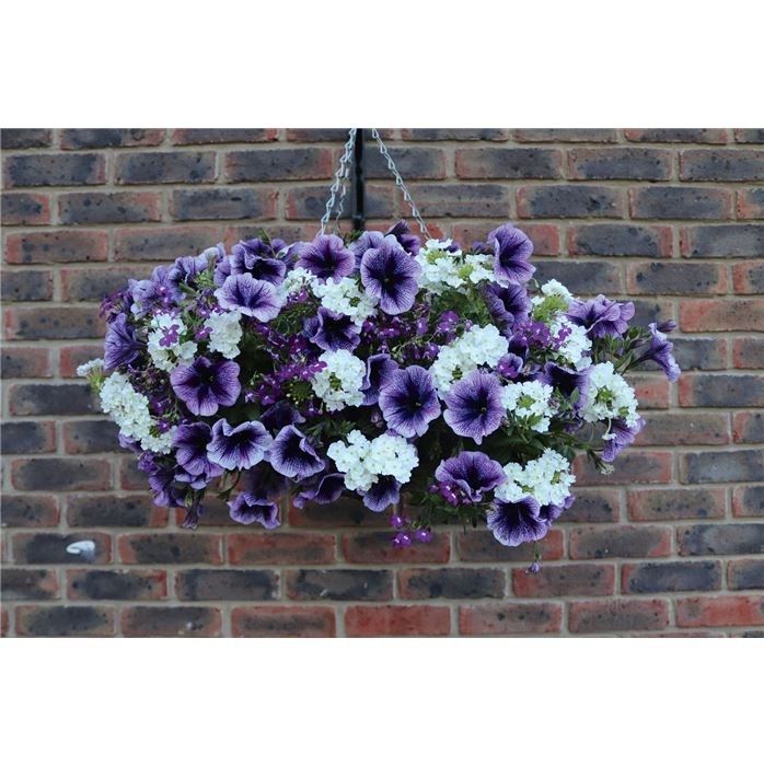 Balkon-Mix 'Palma Violet'