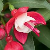 Feen-Fuchsie 'Fuchsita® Red-White' Feen-Fuchsie 'Fuchsita® Red-White'