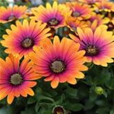 Kapkörbchen 'Erato® Purple Glow'