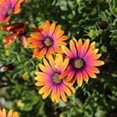 Kapkörbchen 'Erato® Purple Glow'