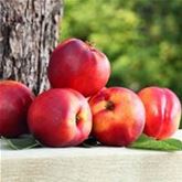 Balkon-Nektarine 'Fruit Me® Necta Me'