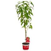 Balkon-Nektarine 'Fruit Me® Necta Me'