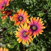 Kapkörbchen 'Erato® Purple Glow'