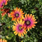 Kapkörbchen 'Erato® Double White Blush'