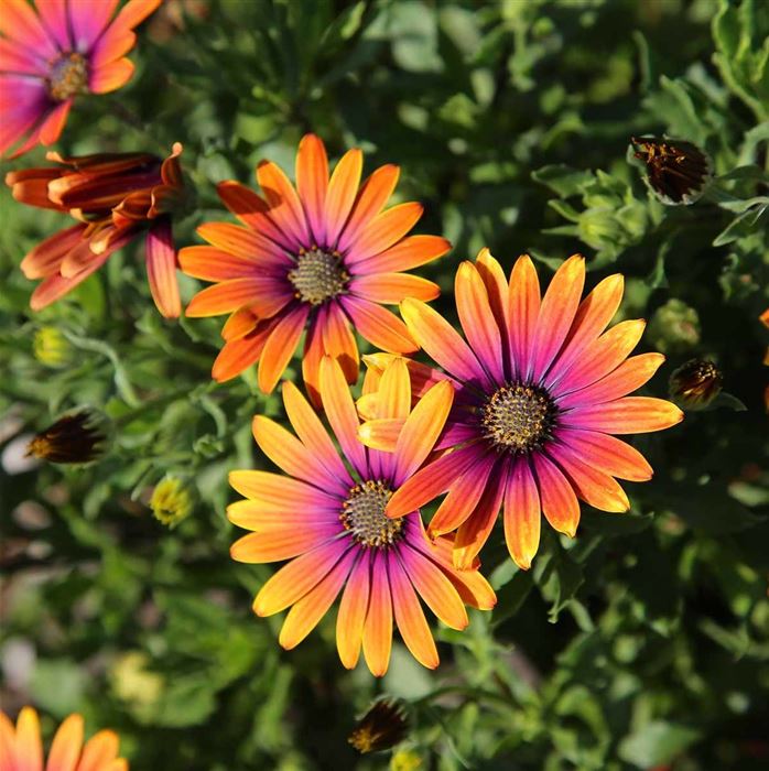 Kapkörbchen 'Erato® Purple Glow'