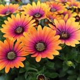 Kapkörbchen 'Erato® Purple Glow'