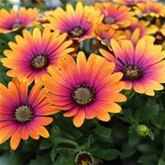 Kapkörbchen 'Erato® Double White Blush'