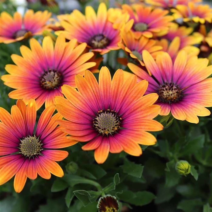 Kapkörbchen 'Erato® Purple Glow'