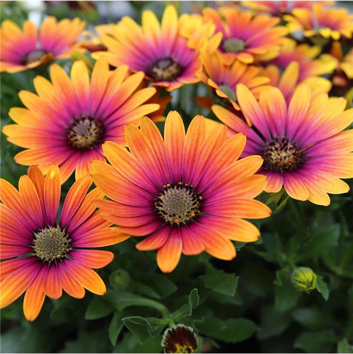 Kapkörbchen 'Erato® Double White Blush'