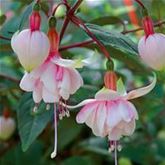 Feen-Fuchsie 'Pink Marshmallow'