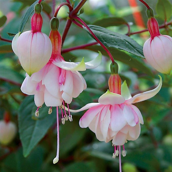 Feen-Fuchsie 'Pink Marshmallow'