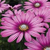 Kapkörbchen 'Erato® Double White Blush'