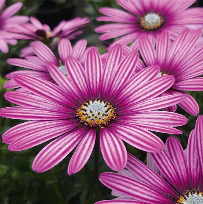 Kapkörbchen 'Erato® Purple Stripes'