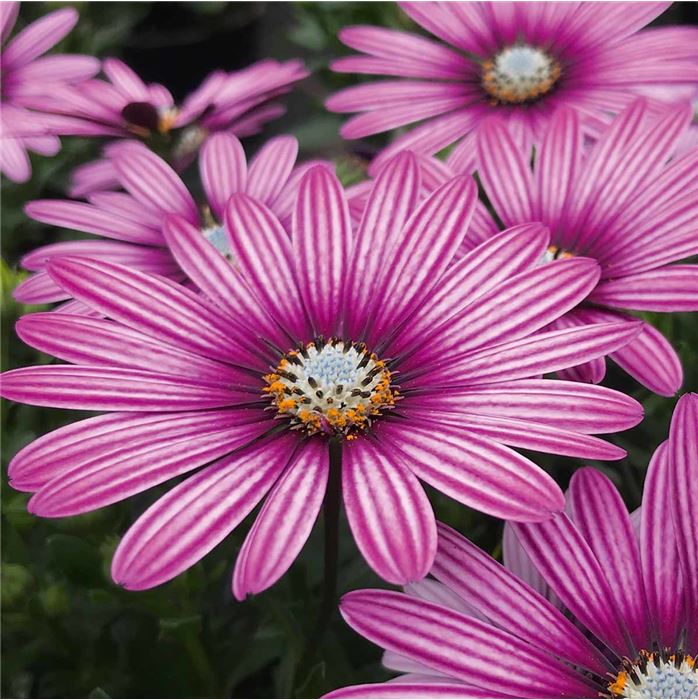 Kapkörbchen 'Erato® Double White Blush'