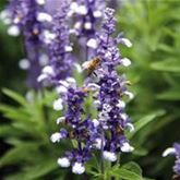 Balkon-Salbei 'Farina® Arctic Blue'