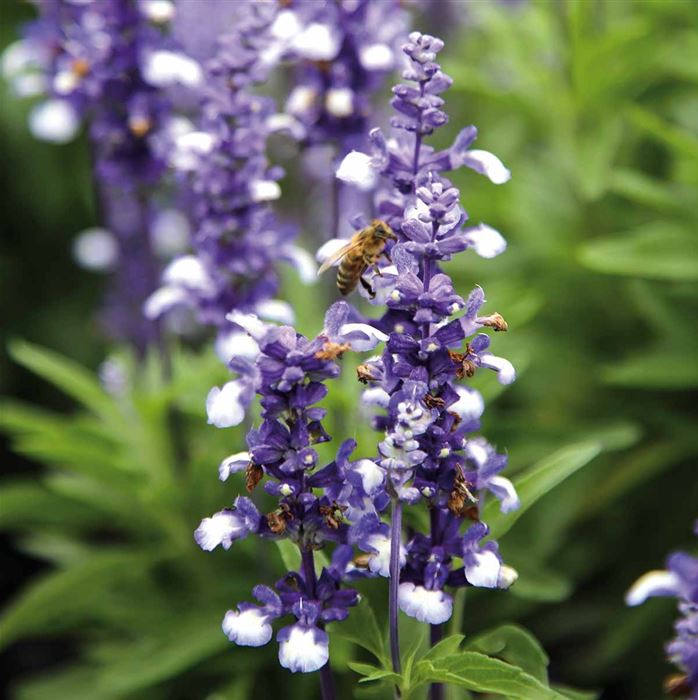 Balkon-Salbei 'Farina® Arctic Blue'