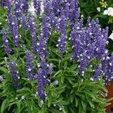 Balkon-Salbei 'Farina® Arctic Blue'