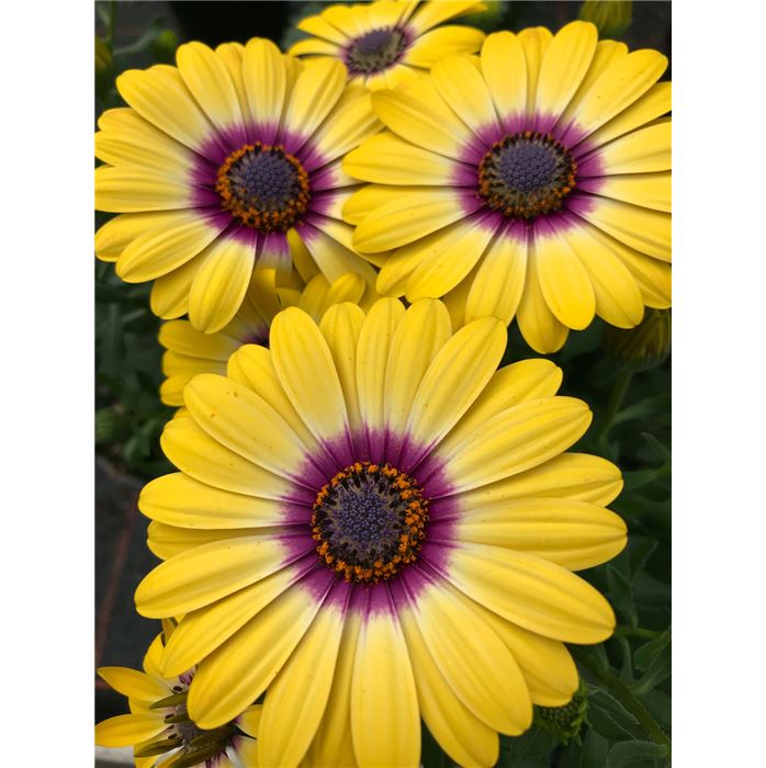 Kapkörbchen 'Erato® Yellow Purple Eye'