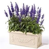 Balkon-Salbei 'Farina® Blue'