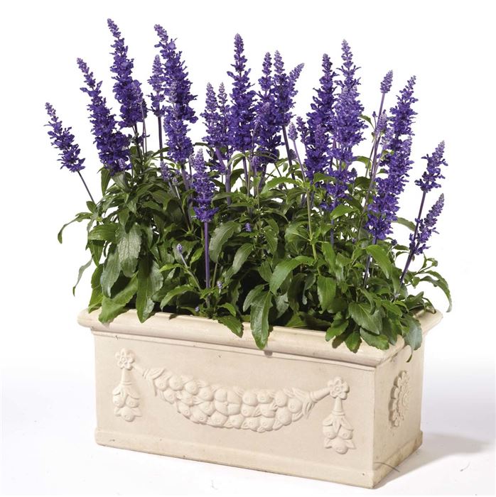 Balkon-Salbei 'Farina® Blue'