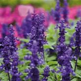 Balkon-Salbei 'Farina® Blue'