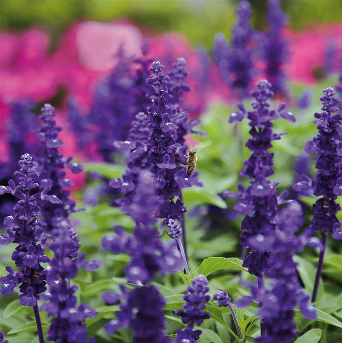 Balkon-Salbei 'Farina® Blue'