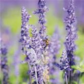 Balkon-Salbei 'Farina® Silver Blue' Balkon-Salbei 'Farina® Silver Blue'