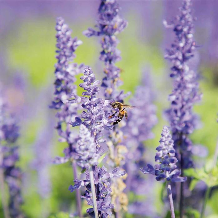 Balkon-Salbei 'Farina® Silver Blue' Balkon-Salbei 'Farina® Silver Blue'