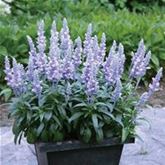 Balkon-Salbei 'Farina® Silver Blue' Balkon-Salbei 'Farina® Silver Blue'