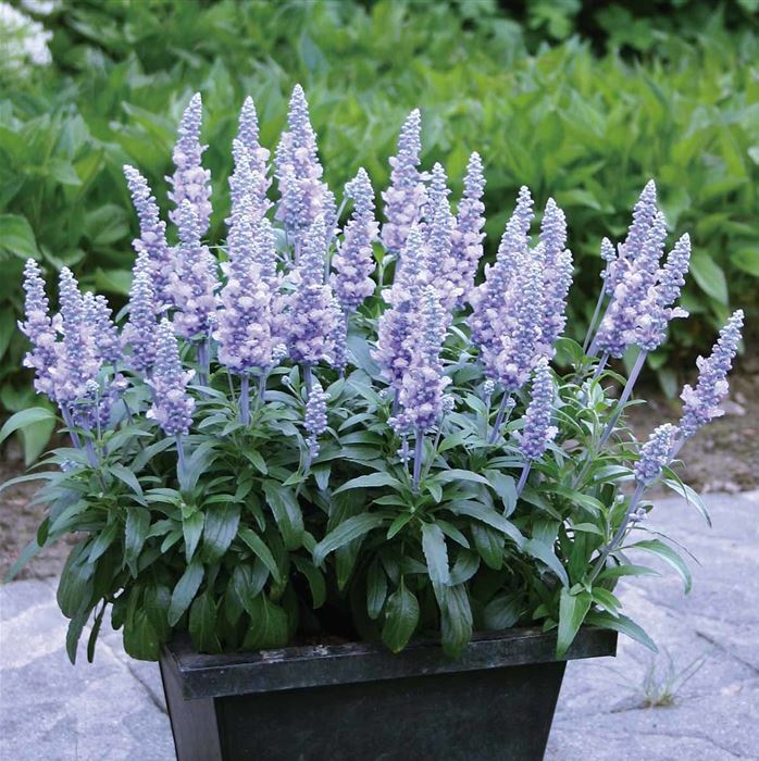 Balkon-Salbei 'Farina® Silver Blue' Balkon-Salbei 'Farina® Silver Blue'