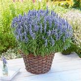 Balkon-Salbei 'Farina® Silver Blue' Balkon-Salbei 'Farina® Silver Blue'