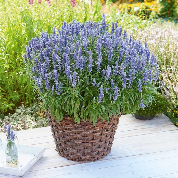 Balkon-Salbei 'Farina® Silver Blue' Balkon-Salbei 'Farina® Silver Blue'