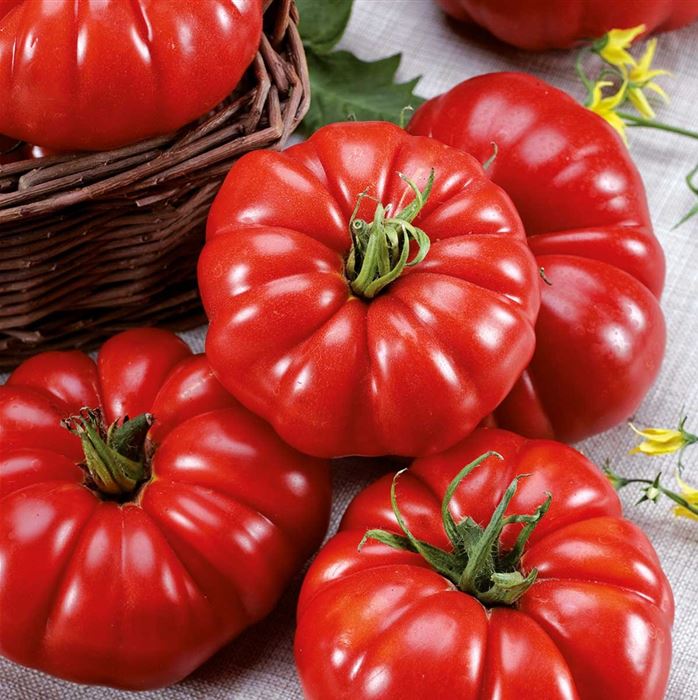 Fleisch-Tomate 'Delizia' F1